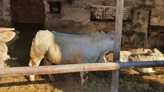 Predáme plemenné býky Charolais - 2