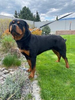 Rotvajler, rottweiler  s PP - 2