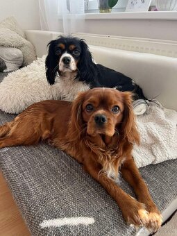 Cavalier Kings Charles - 2
