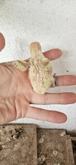 Agapornis fischer - 2