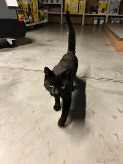 Darujem do dobrý rúk - 2