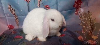 Mini Lop Esme - 2