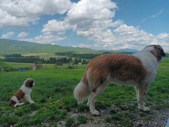 Šteniatka Bernardína - 2