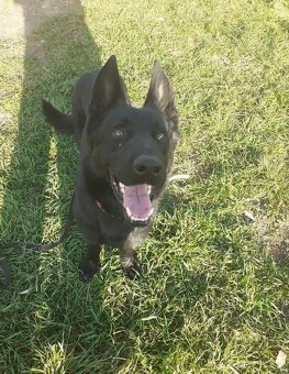 nemecký ovčiak - 2