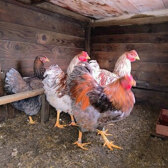 Wyandotka lemovaná mix - 2