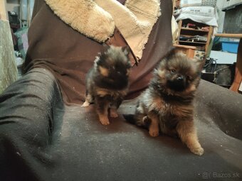 Predaj šteniatok - 2