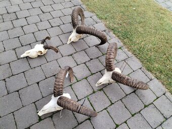 Trofeje muflonov - 2