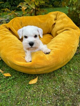 Bradáč malý biely - šteniatka s PP - sučky - 2