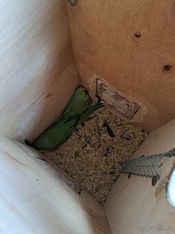 Chovná párka ALEXANDER MALY - 2