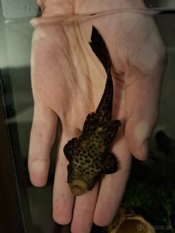 Prisavnik obyčajný - Ancistrus - 2