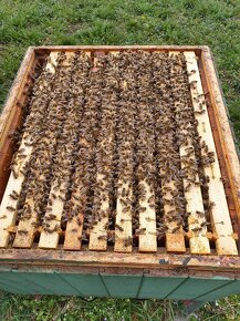 Produkčné včelstvá ,10 rámikové rodiny a odložence - 2