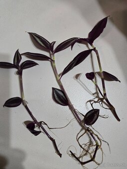Tradescantia - 2