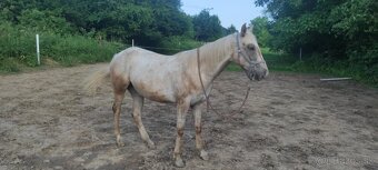 Appaloosa - 2