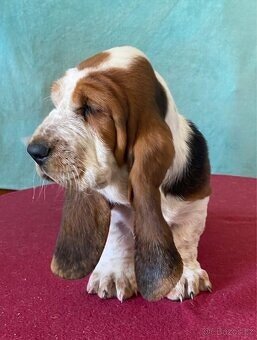 Štěně Basset Hound - 2
