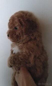 Pudel Pudlik Toy - Psík - 2
