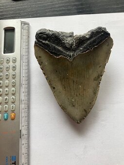 Fosília, skamenelina, Megalodon, zub, žralok - inzerát č.2 - 2