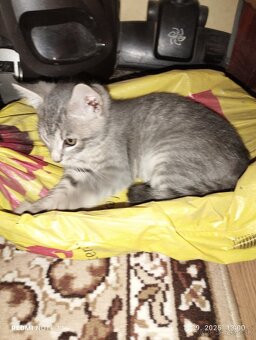 Darujem 2 mesačné mačičky - 2