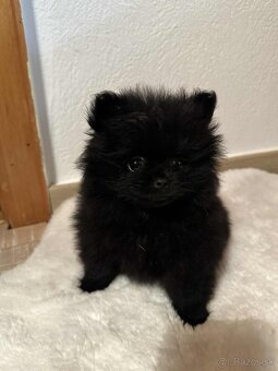 Pomeranian šteniatká - 2