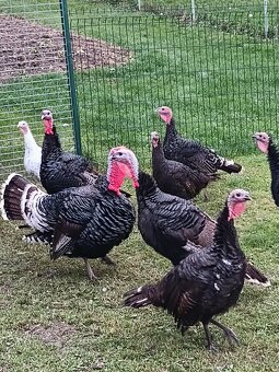 Predám morky bronzové - 2