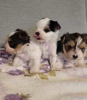 Yorkshire Biewer - 2