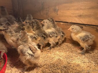 Brahmanka zdrobnela - 2