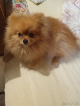 Prodám štěňata pomeranianu - 2