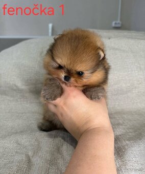 Pomeranian mini - 2