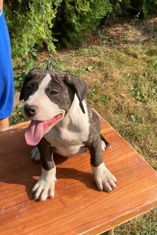 Americky pitbul - 2