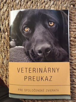 Zlatý retriever - 2