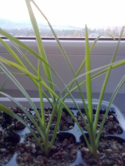 Stromové yuccy - semená - 2