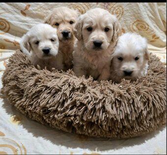 Predám Šteniatka Zlaty retriever-Golden retriever - 2
