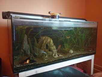 Predam akvarium s osadenstvom a prislušenstvom. - 2