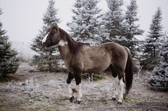 Paint horse pripustanie - 2