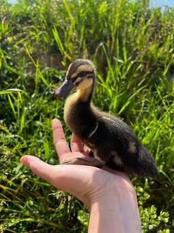🦆 Predám kačky – ruanské 🦆 - 2