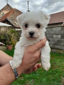 Mini Maltezák - 2
