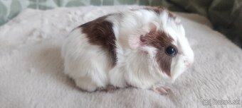 Morciatka - 2