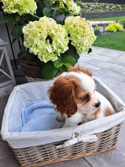 Cavalier King Charles fenka - 2