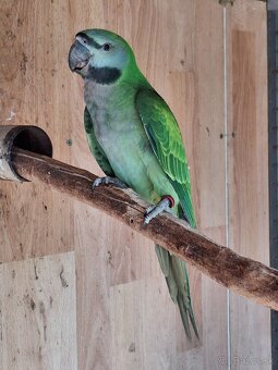 Alexander čínsky - 2