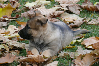 Nemecký ovčiak šteniatka - 2