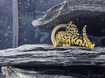 L 236 Super Yellow - chovné páry - 2