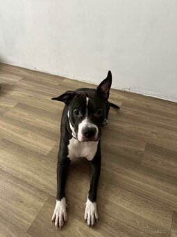 Americký stafordšírsky teriér s pp - 2