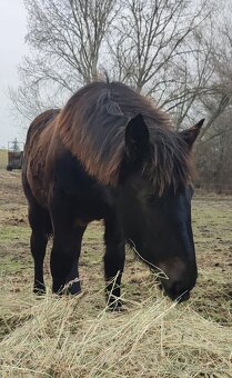 Kobyla Norik Muránsky 10 mesiacov - 2