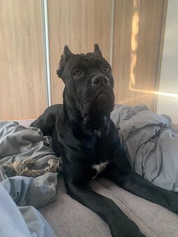 Pes na krytie Cane Corso - 2