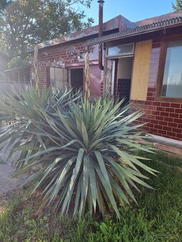 Yucca - 2