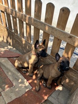Belgický ovčiak Malinois - 2