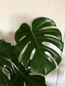 Monstera deliciosa - 2