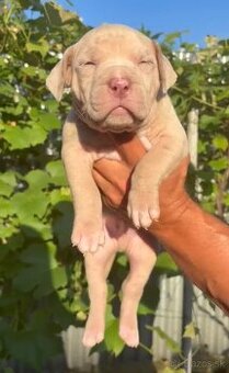 American bully xl - 2