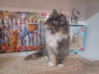 Ragdoll mačička - 2
