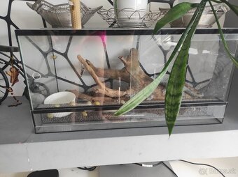 Terarium - 2
