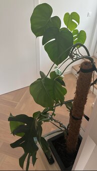 Darujem za odvoz ibovu rastlinu Monstera - 2